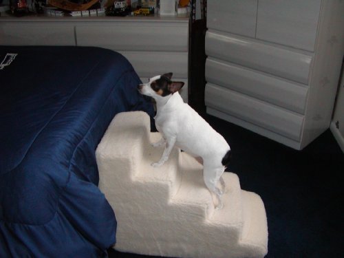 doggie ladder for small dogs